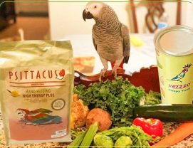 غذای طوطی چیست؟ سبزیجات مرکبات سرلاک و پلت