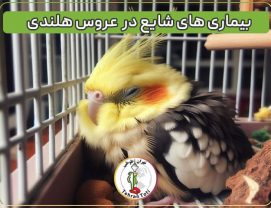 انواع بیماری عروس هلندی و روش های درمانی آن