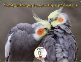 رفتار-عجیب-عروس-هلندی زاهنمای کامل حرکات و رفتارهای عجیب عروس هلندی