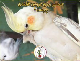 علت پر ریزی عروس هلندی چیست؟