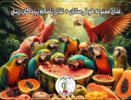 غذای-ممنوعه-طوطی غذای ممنوعه طوطی سانان