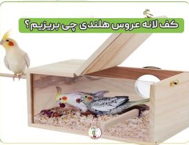 کف-لانه-عروس-هلندی در لانه عروس هلندی چی بریزیم